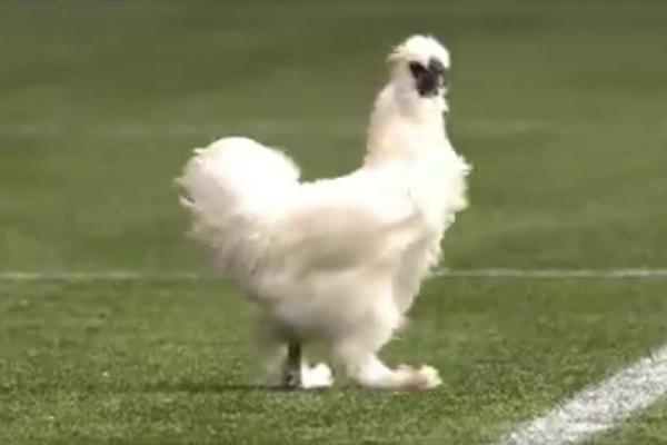 radar-fotbalistic-in-olanda-fotbal-cu-gaina0_65127