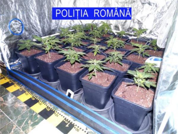 retea-de-traficanti-de-droguri-din-baia-mare-destructurata-cu-ajutorul-serviciului-de-combatere-criminalitatii-organizate-salaj0_57137