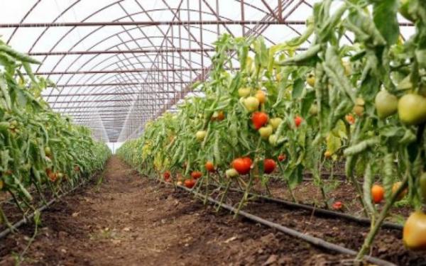 salajenii-au-descoperit-secretul-afacerii-subventionate-de-stat-cu-rosii-vandute-in-extrasezon2_58435