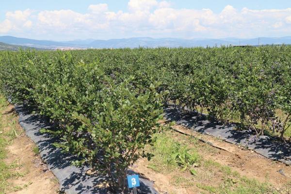 Salajenii interesati de pomicultura  vor putea investi in culturi de dud si goji