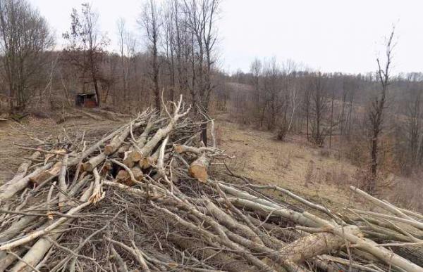 salajul-este-unul-dintre-judetele-cu-cea-mai-putina-padure-din-regiune0_59523