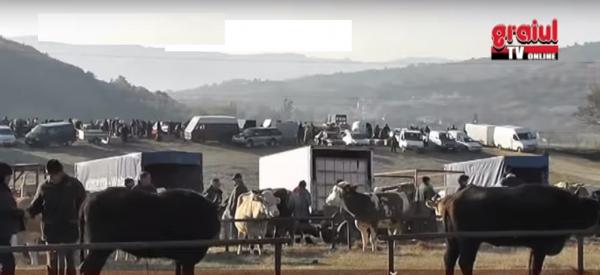 se-da-liber-la-comertul-cu-porci-in-targul-de-animale-din-jibou08_57448