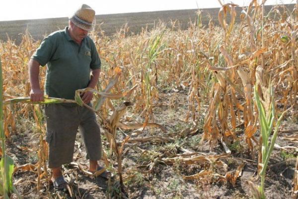 se-dau-bani-europeni-pentru-pierderile-din-agricultura-dar-nu-vrem-sa-05_59145