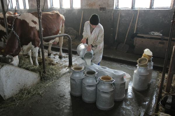 subventie-speciala-de-lapte-pentru-micii-producatori02_55116