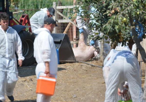 Suspiciune de Pesta Porcina Africana la porci domestici la Preoteasa