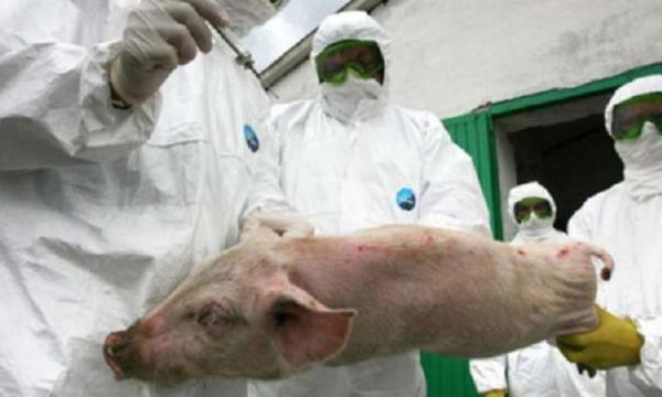 Suspiciune de PPA la porci domestici la Uileacul Simleului