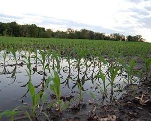 Sute de hectare de culturi agricole au fost compromise de inundatii