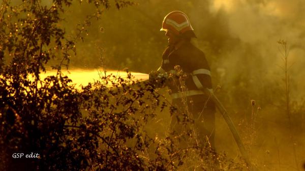 trei-hectare-de-vegetatie-si-vita-de-vie-au-fost-mistuite-de-flacari-la-bobota02_56602