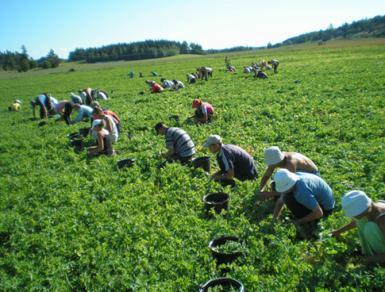 Un angajator din Danemarca cauta 200 de români pentru munca sezoniera