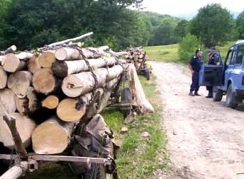 Un barbat din Zalau  si unul din Romanasi  taiau impreuna, ilegal, copaci in Criseni